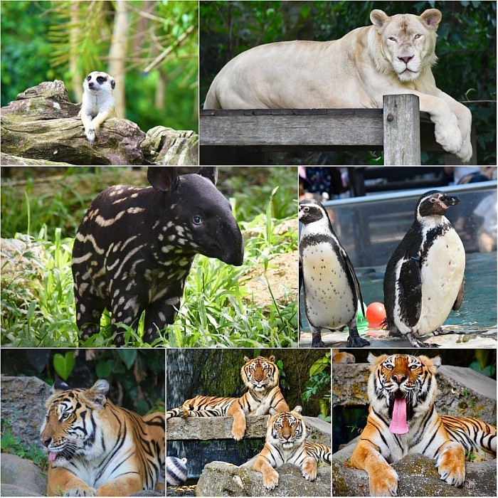 Taxi to Khao Kheow Open Zoo